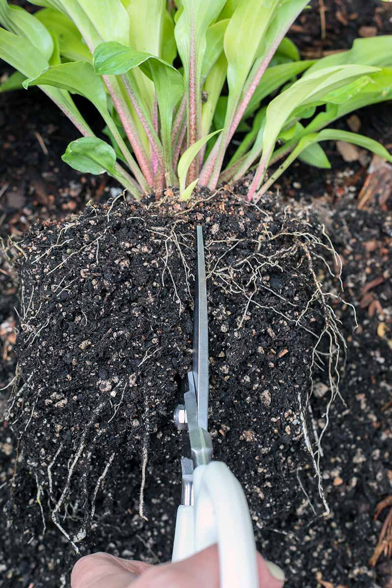 A close up vertical image of a pair of scissors from the bottom of the frame cutting through the root ball of a hosta plant.