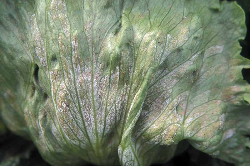 A close up horizontal image of a lettuce leaf showing symptoms of downy mildew pictured on a dark background.