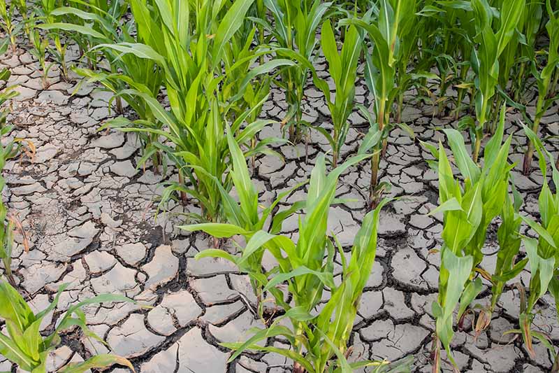 A close up horizontal image of corn growing in cracked, dried out soil after a drought.