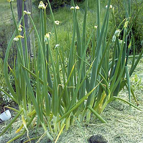 A close up square image of Egyptian walking onions growing in the garden with straw mulch around the stems.