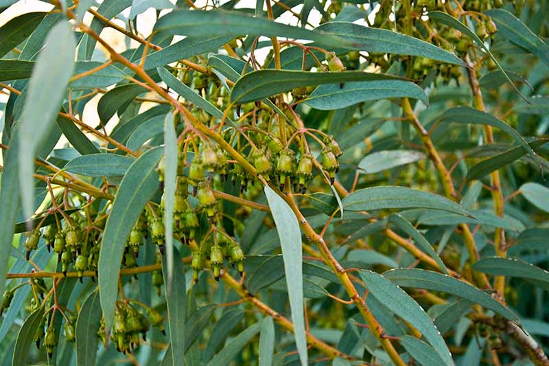A close up horizontal image of eucalyptus tree growing in the garden.