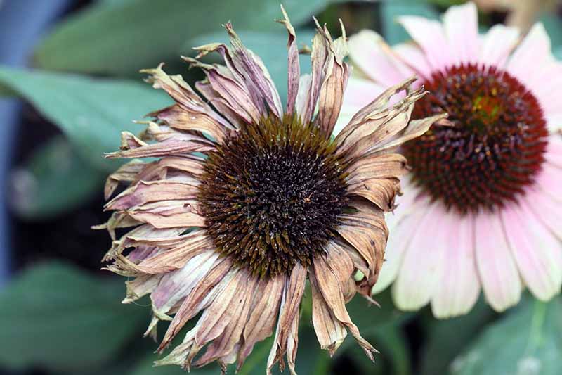 A close up horizontal image of a mature spent coneflower pictured on a soft focus background.