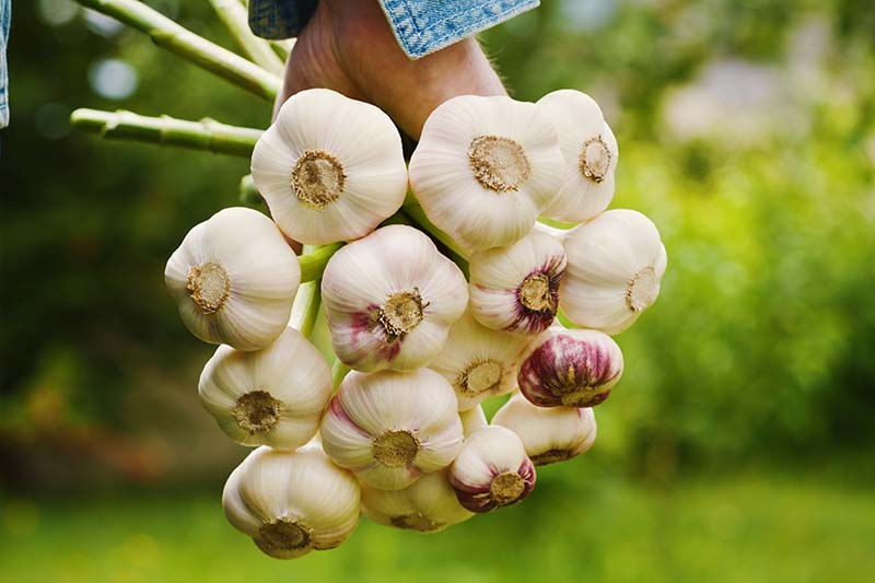 A close up horizontal image of a hand from the top of the frame holding a bunch of fresh garlic pictured on a soft focus background.