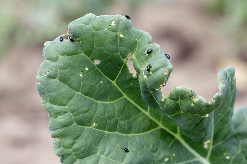 A close up horizontal image of small black flea beetles infesting a leaf pictured on a soft focus background.