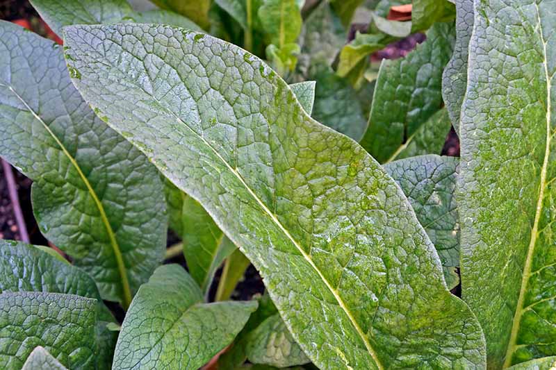 A close up horizontal image of comfrey growing in a permaculture garden.