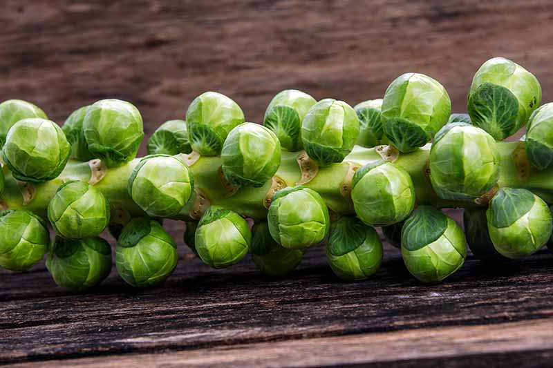 A close up horizontal image of a freshly harvested stalk of brussels sprouts set on a wooden surface.