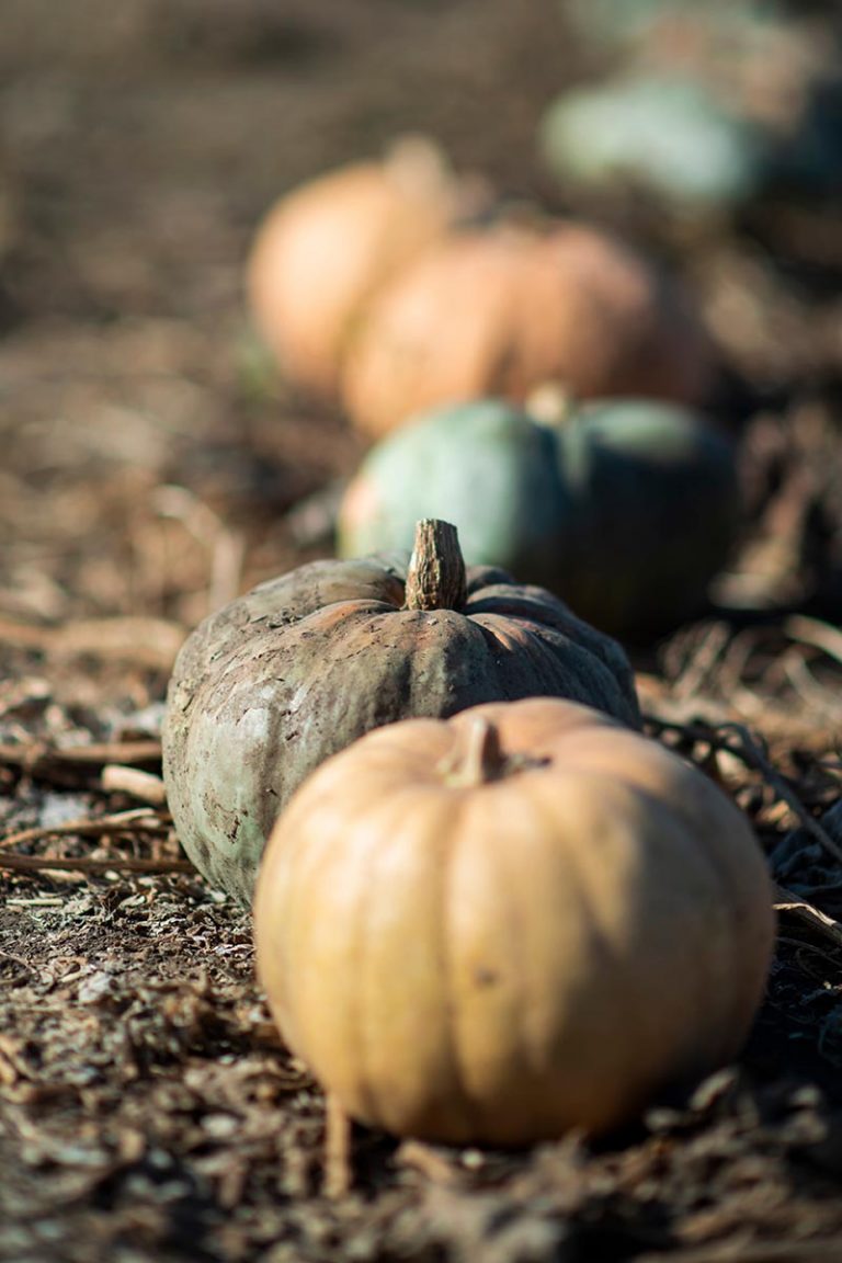How To Save Pumpkin Seeds To Plant For Next Year