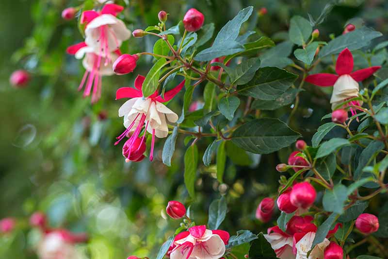 A close up horizontal image of the pink and white flowers of Fuchsia hybrida growing in the garden pictured on a soft focus background.