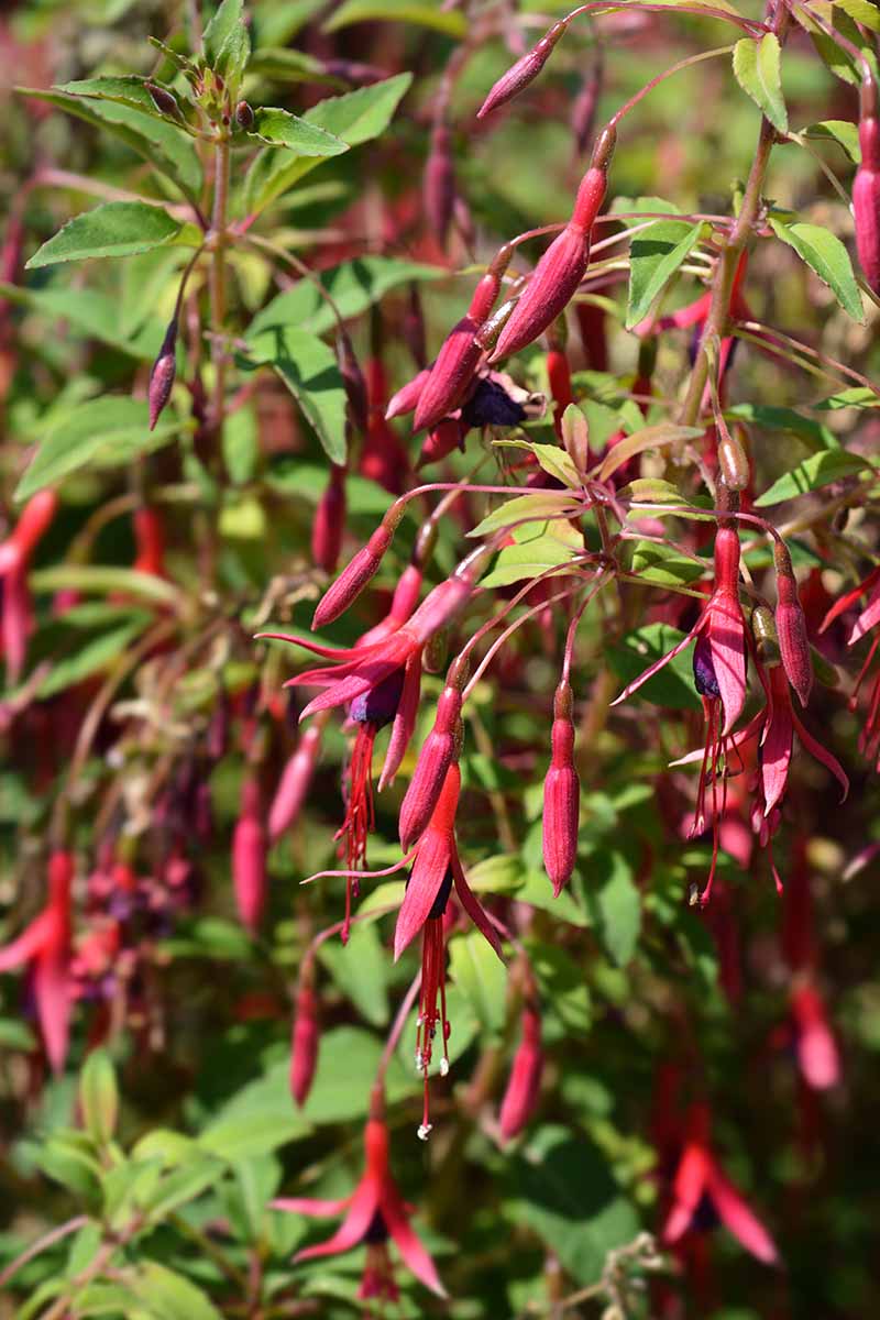 A close up vertical image of Fuchsia magellanica var. gracilis with bright red flowers pictured in bright sunshine on a soft focus background.