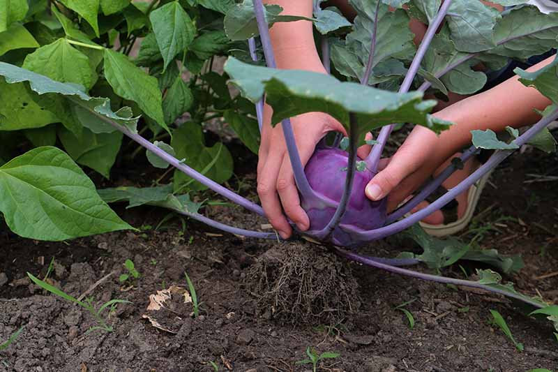 A close up horizontal image of two hands from the top of the frame lifting a purple kohlrabi bulb from the home vegetable patch.