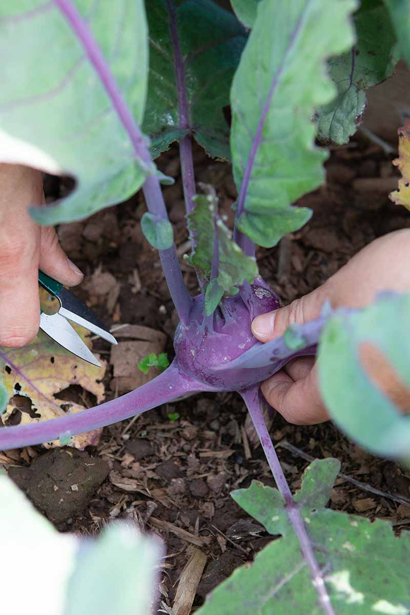 A close up vertical image of a gardener using a knife to harvest a purple kohlrabi bulb from the home garden.