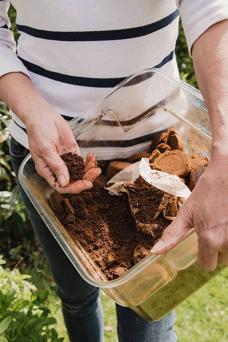 A close up vertical image of a gardener in a striped top holding a container filled with coffee grounds for applying to the garden.
