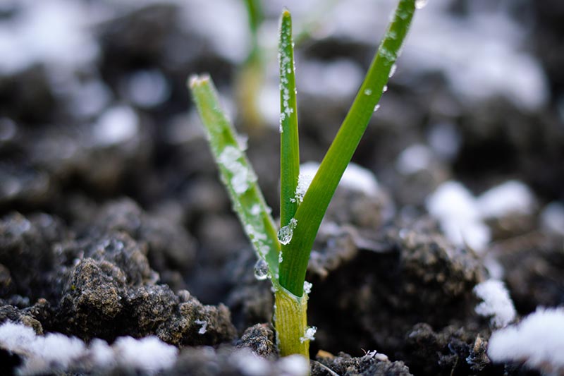 A close up horizontal image of an onion plant growing in the garden with a light frost.