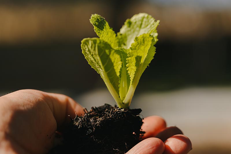 A close up horizontal image of a hand holding a small bok choy seedling for planting out into the garden, pictured on a soft focus background.