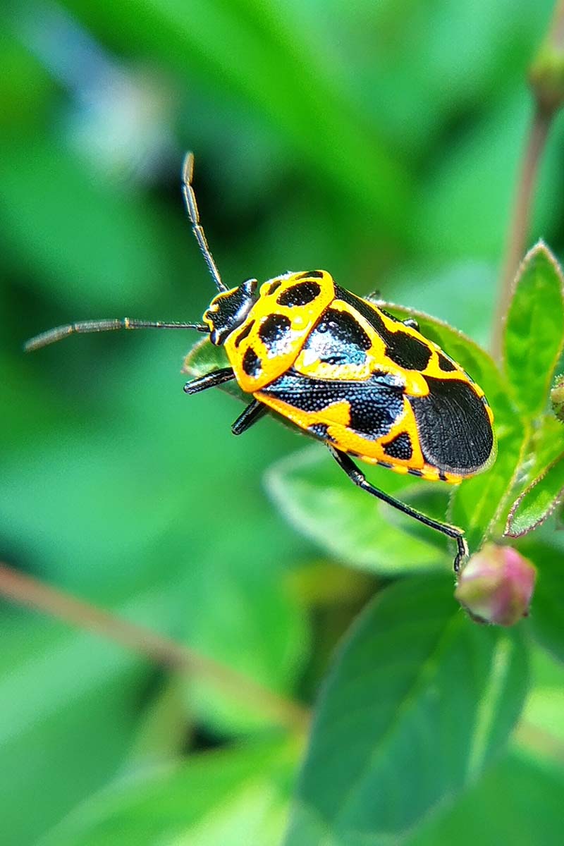 A close up vertical image of a black and yellow harlequin beetle on a flower bud pictured on a soft focus background.