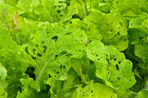 A close up horizontal image of green lettuce growing in the garden with insect holes in the leaves.