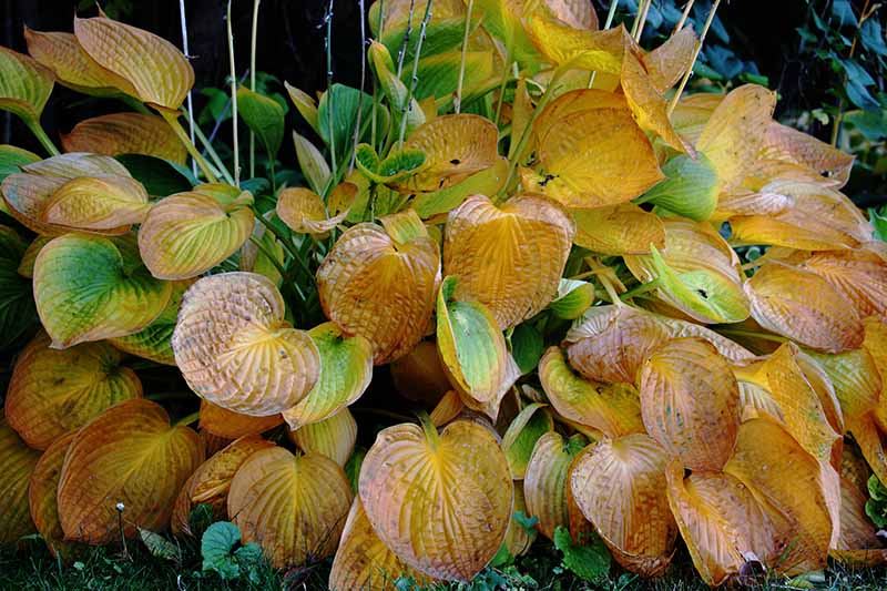 A close up horizontal image of a hosta plant displaying orange fall foliage.