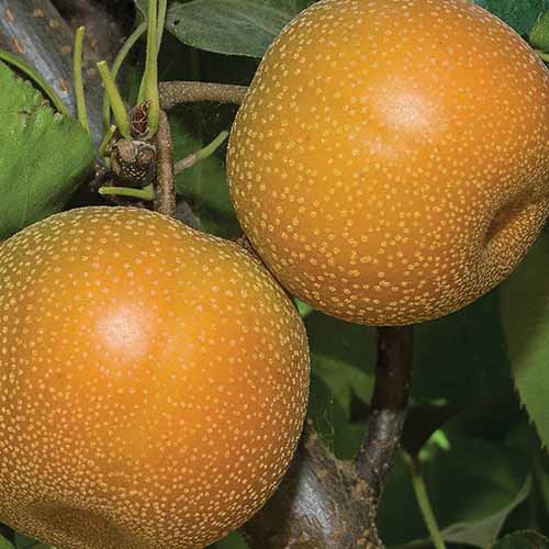 A close up square image of two 'Hosui' Asian pears growing on the tree ready for harvest with foliage in soft focus in the background.