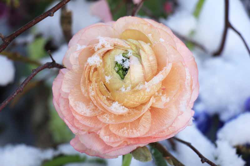 A close up horizontal image of a camellia flower growing in the winter garden.