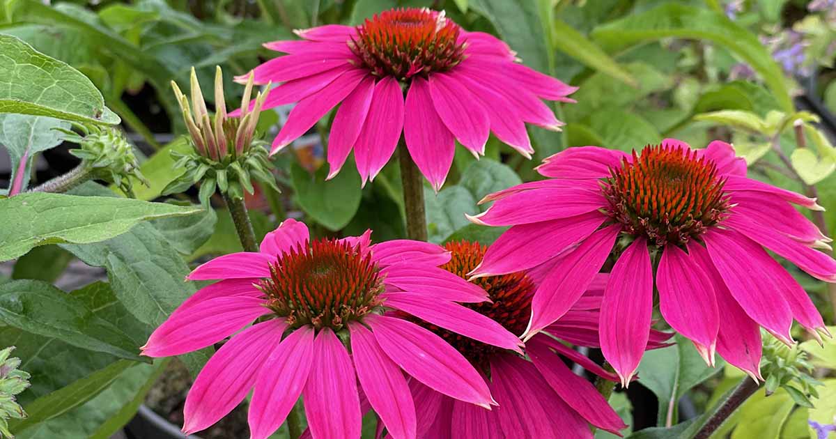 How to Grow and Care for Coneflowers (Echinacea) | Gardener’s Path ...