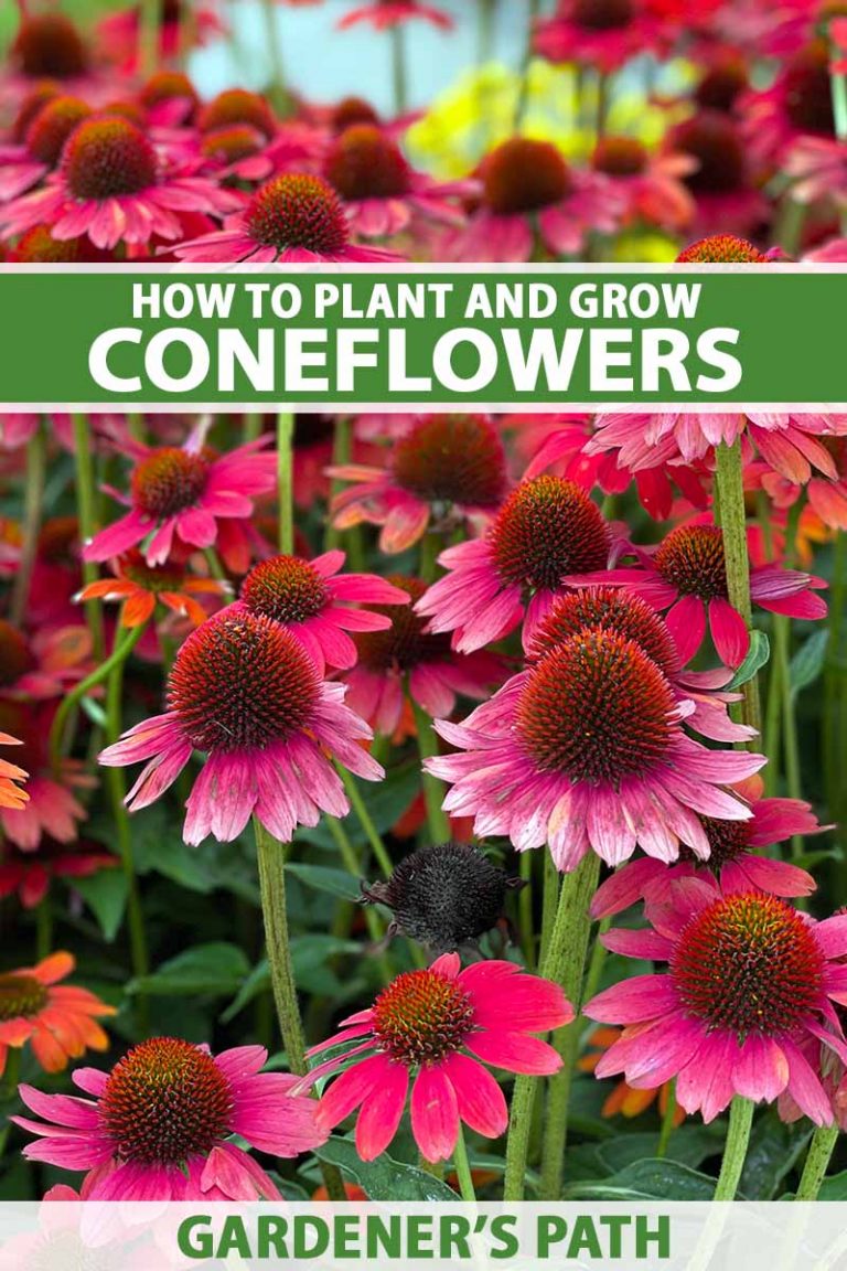 How to Grow and Care for Coneflowers (Echinacea)