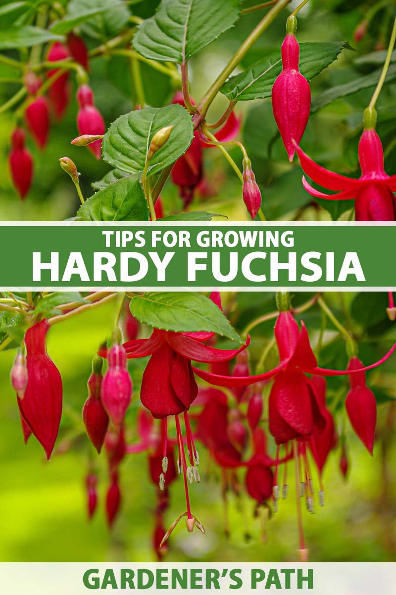 A close up vertical image of red fuchsia flowers pictured on a soft focus background. To the center and bottom of the frame is green and white printed text.