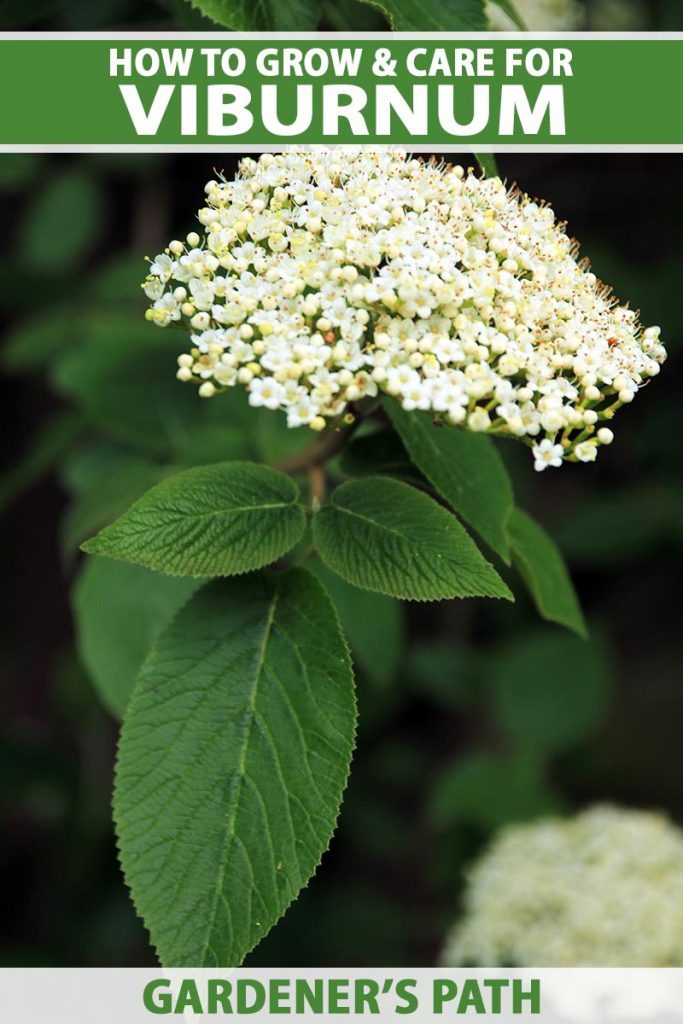 A close up vertical image of the white flowers and green foliage of a viburnum shrub growing in the garden pictured on a soft focus background. To the top and bottom of the frame is green and white printed text.
