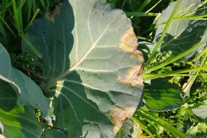 A close up horizontal image of a cabbage leaf showing symptoms of black rot.
