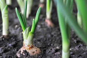 A close up horizontal image of onions growing in the garden fading to soft focus in the background.