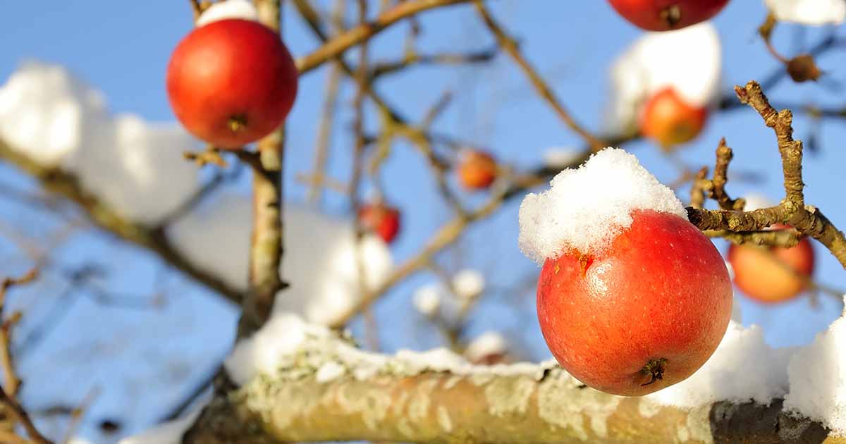 How to Protect Apple Trees in the Winter | Gardener's Path