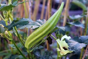 A close up horizontal image of a large okra pod growing in the garden.