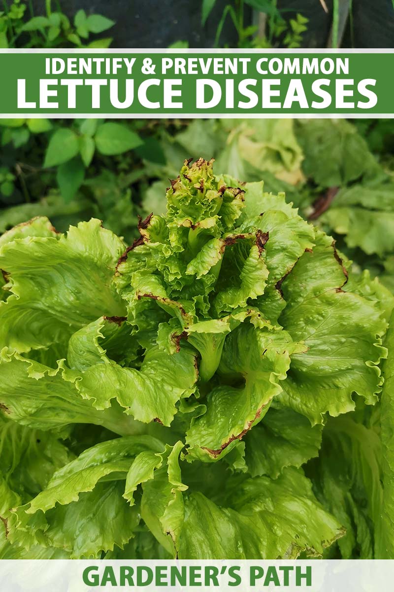 A close up vertical image of a lettuce plant suffering from disease pictured on a soft focus background. To the top and bottom of the frame is green and white printed text.