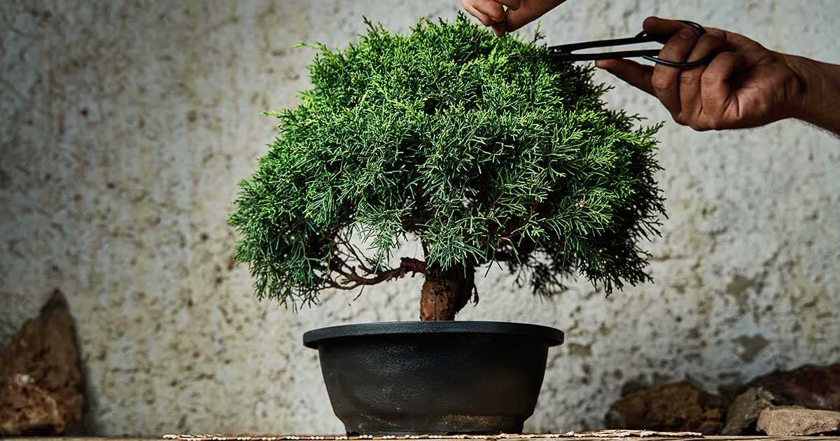 Comparing Trees In Nature To Bonsai And Why It Could Be Harmful.