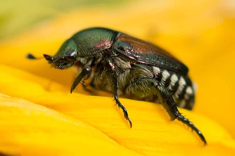 A close up horizontal image of a Japanese beetle on a yellow petal pictured on a soft focus background.
