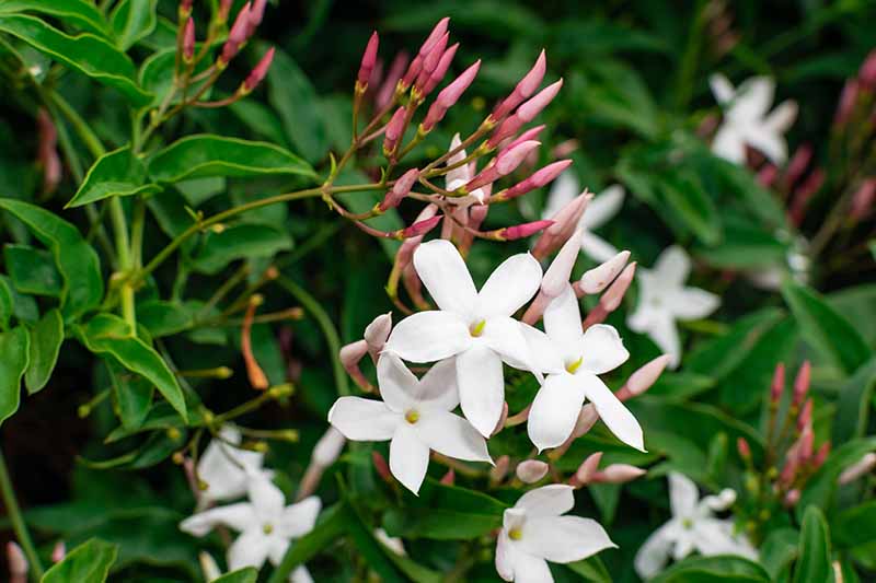 A close up horizontal image of the white flowers of Jasminum officinale growing in the garden in spring.