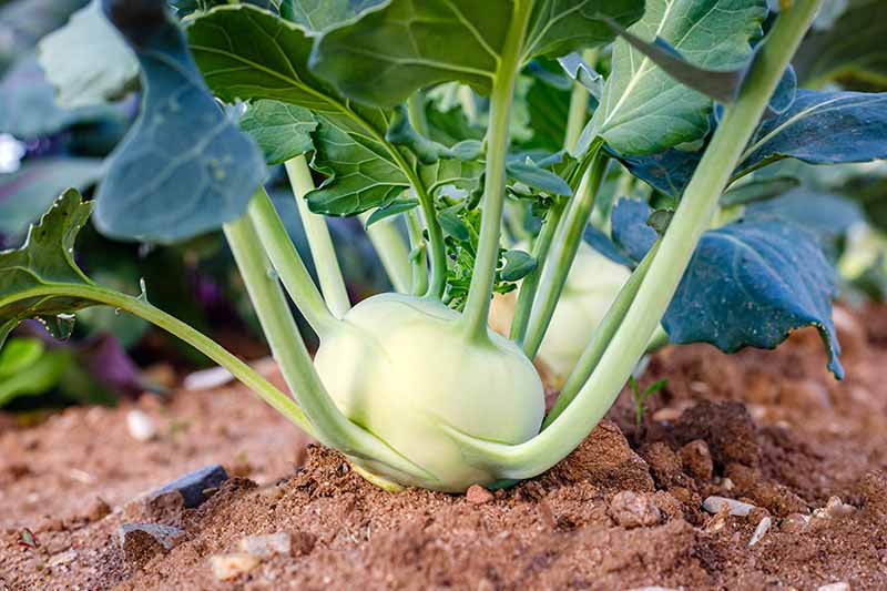 A close up horizontal image of a green kohlrabi bulb growing in the garden ready for harvest.