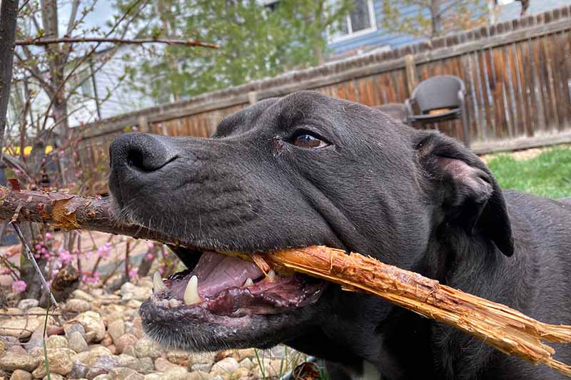 A close up horizontal image of a black dog chewing on a stick in the backyard.