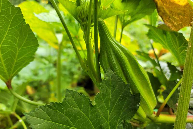 A close up horizontal image of a large okra pod growing in the garden.