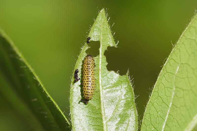 A close up horizontal image of the larvae of a viburnum leaf beetle on a leaf pictured on a soft focus background.