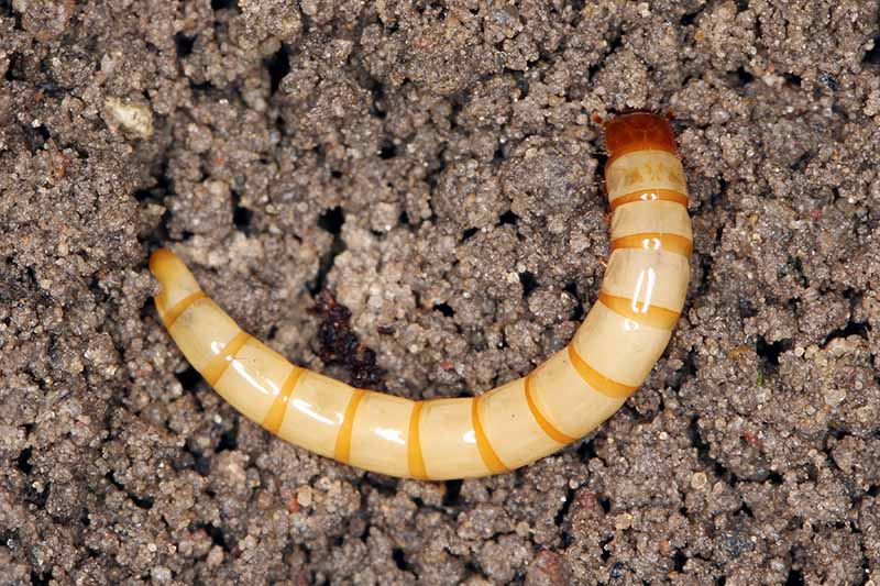 A close up horizontal image of a wireworm on the surface of the soil.