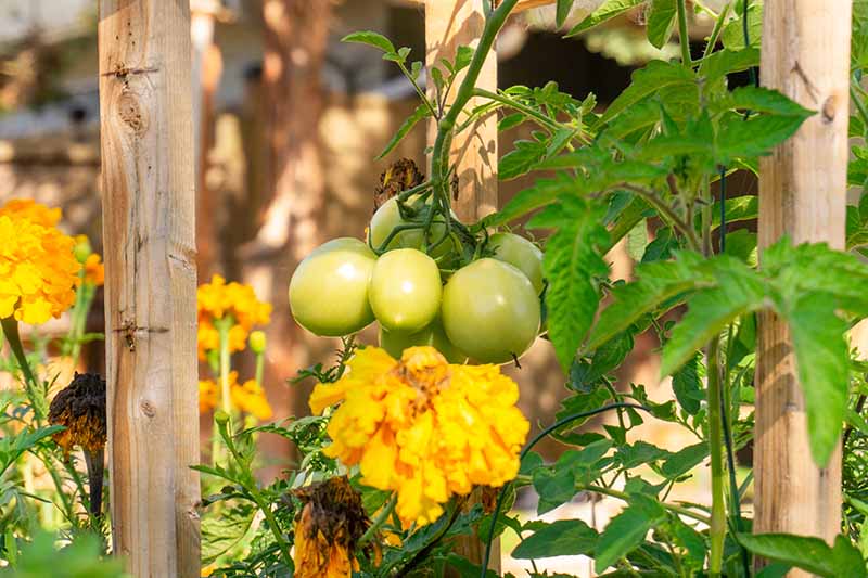 Крупным планом горизонтальное изображение бархатцев, растущих с помидорами в теплице.