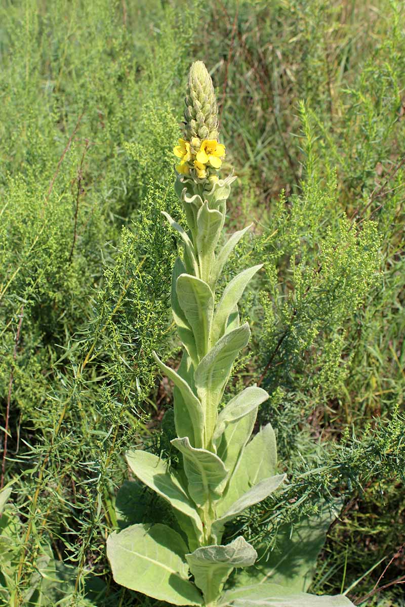 A close up vertical image of mullein growing in the garden with a tall flower stalk and perennials growing in the background.