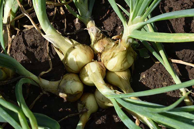 A close up horizontal image of aggregate or multiplier onions growing in the garden pictured in light sunshine.