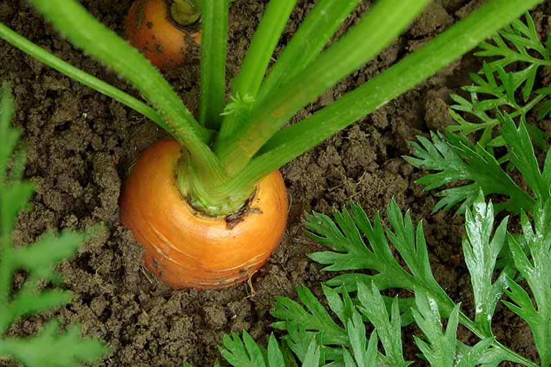 A close up horizontal image of carrots growing in the garden in dark rich soil.