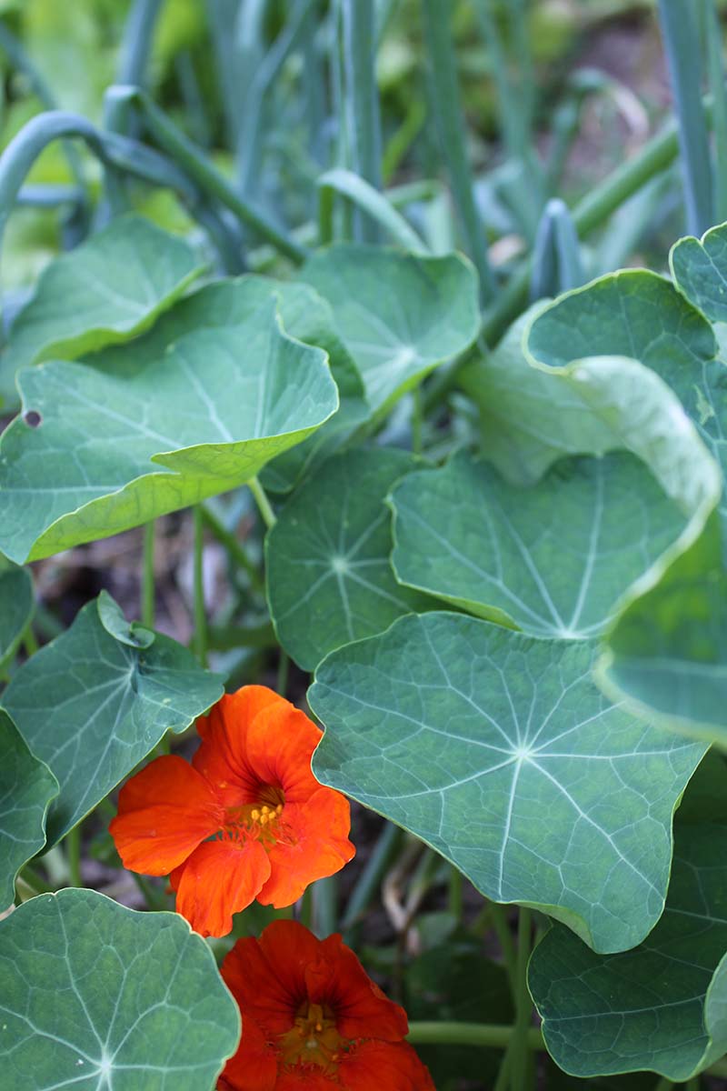 A close up vertical image of nasturtiums growing in the garden as a companion plant to onions, pictured in soft focus in the background.