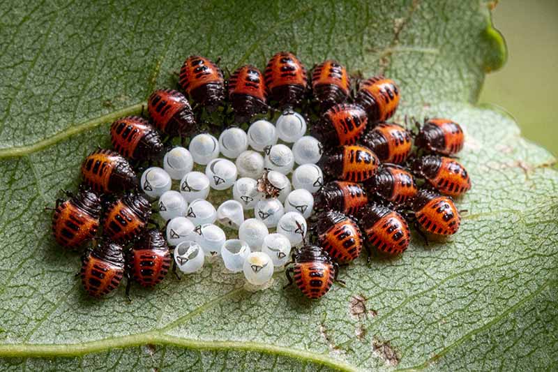 A close up horizontal image of newly hatched red and black stink bugs on the surface of a leaf surrounding their eggs.