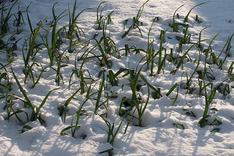 A close up horizontal image of onion sprouts pushing through the snow in the winter months.