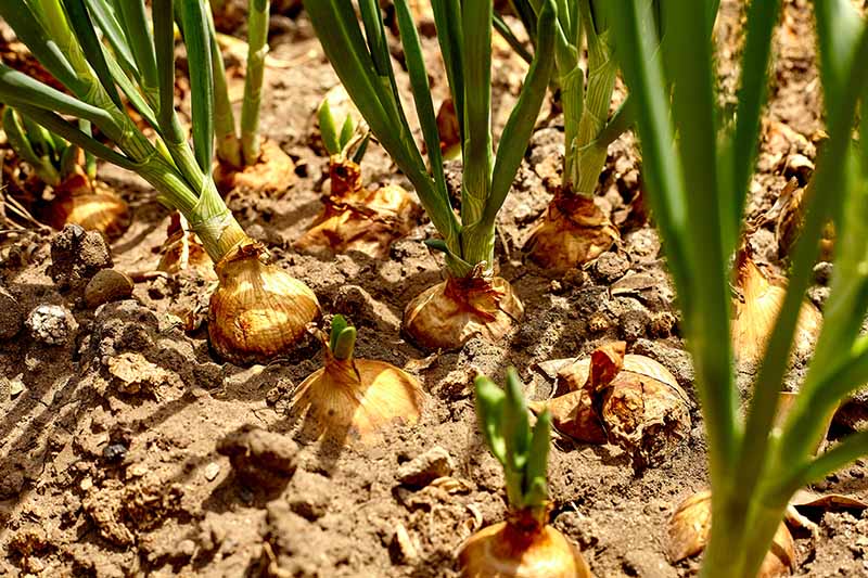 A close up horizontal image of onions growing in the garden pictured in light filtered sunshine.