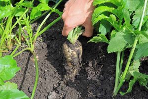 9 of the Best Companion Plants for Parsnips