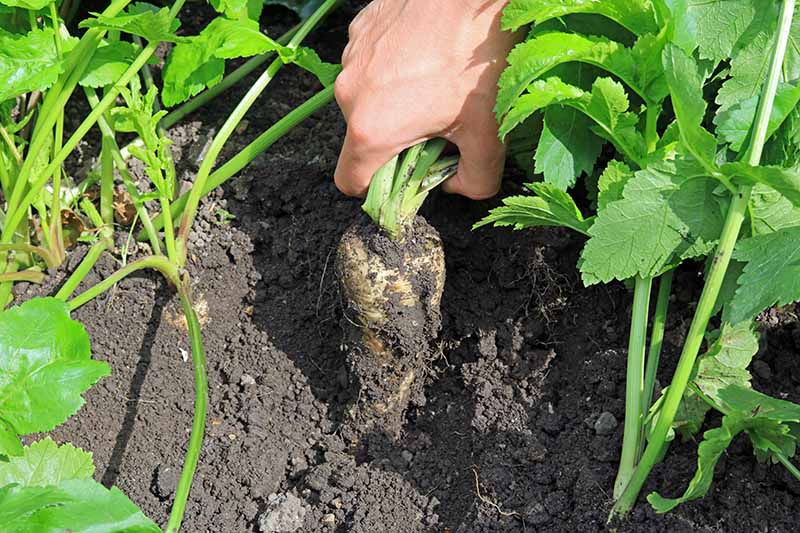 A close up horizontal image of a hand from the top of the frame pulling a parsnip out of the ground pictured in bright sunshine.